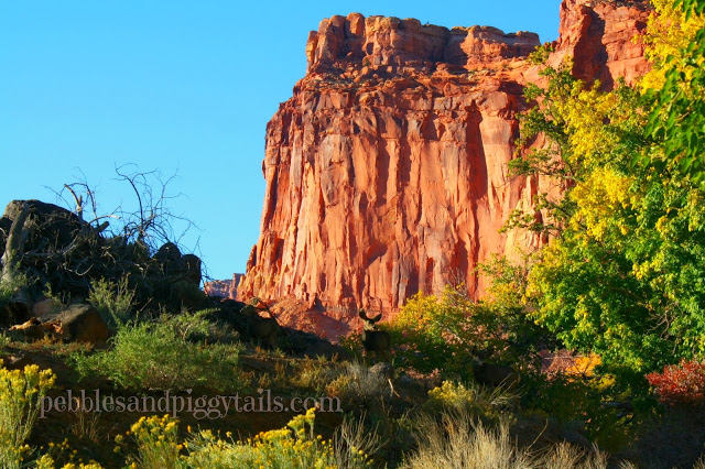 capitol-reef-national-park