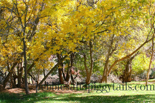orchards-trees-in-capitol-reef