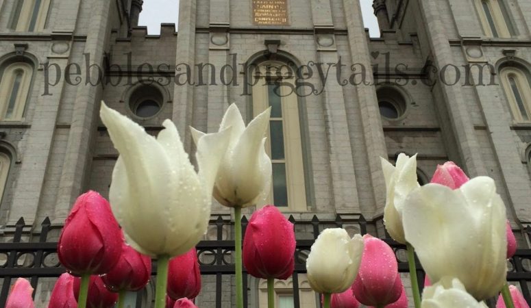 tulips1