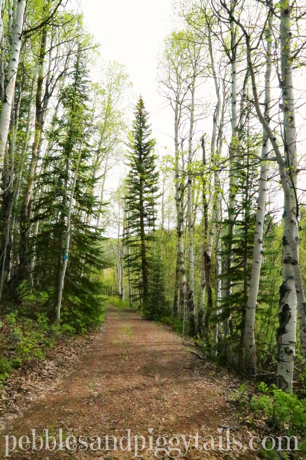 Camping at Lodgepole Campground