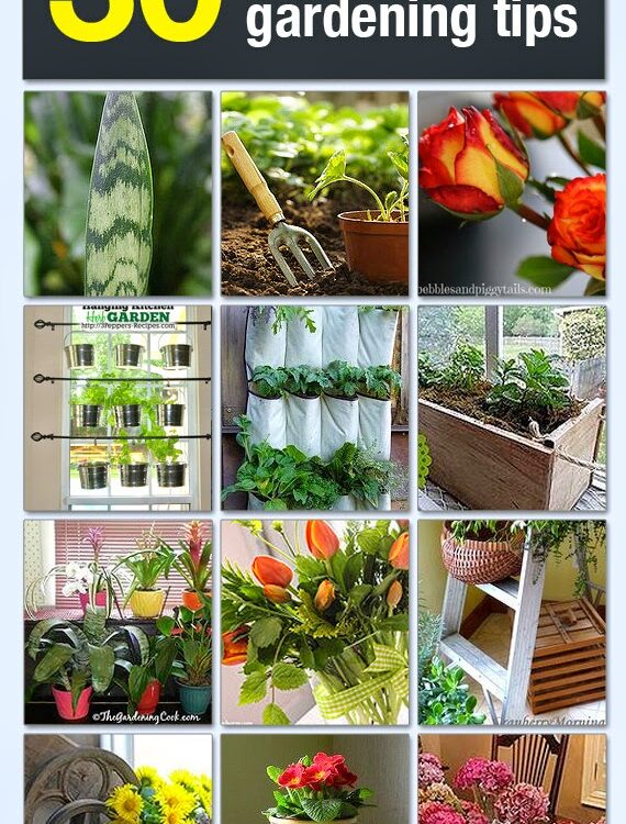 Indoor Gardening Tips