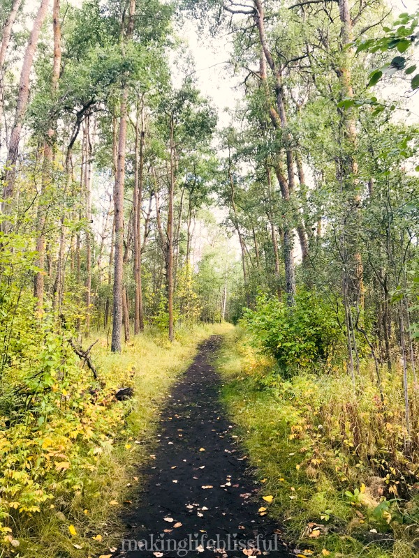 Elk Island National Park in Canada