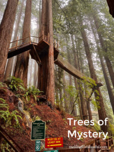 View of the canopy trail at Trees of Mystery Park