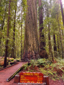 large-redwood-tree-called-founders-tree