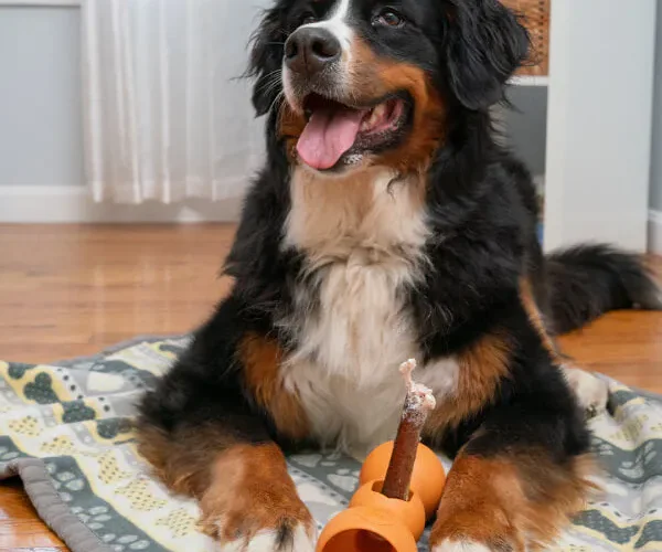 5 Unique Chew Toys for Your Dog