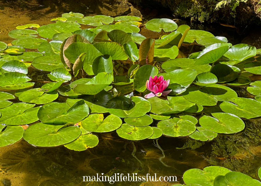lily-pond-at-Butchart-Gardens