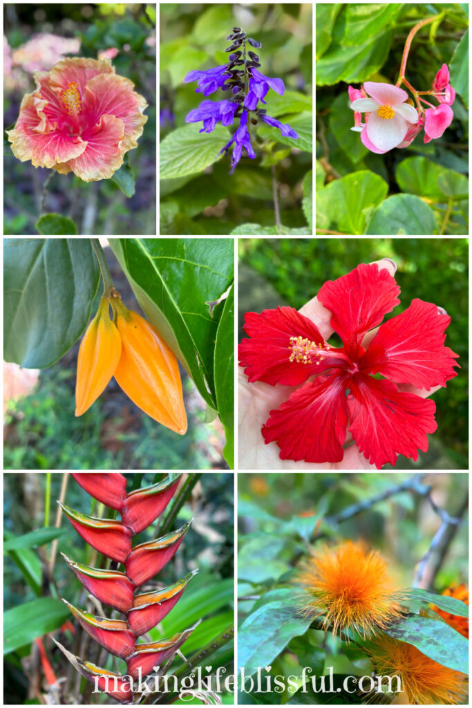 collage-of-tropical-flowers-from-waimea-valley