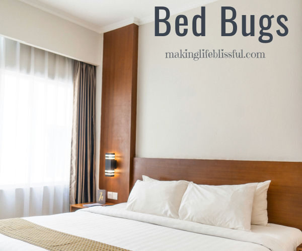 10 Tips for Preventing BED BUGS!