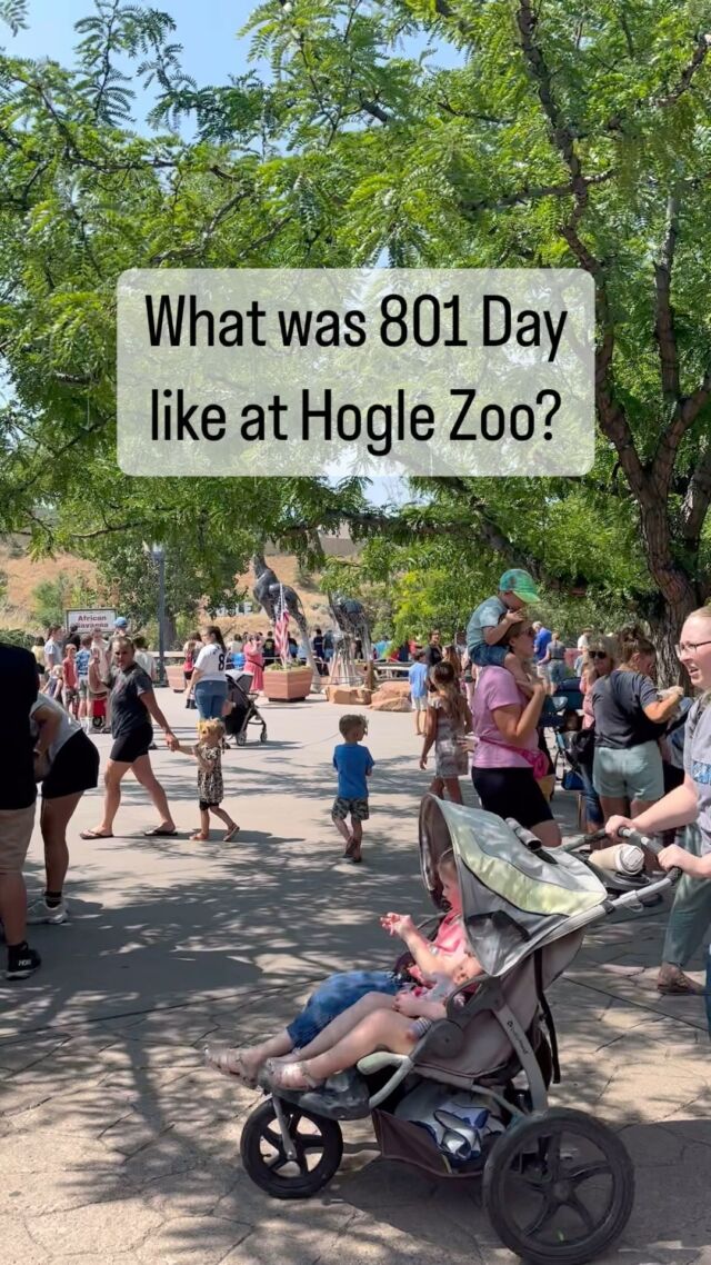 Did you go to 801 Day at @hoglezoo in Utah? Tickets were only $8.01 on 8/01 and the zoo opened at 8:01 am. 
I went with my nieces and nephews and it was VERY BUSY! (like Disneyland busy). We arrived about 11 am and every parking lot was completely full and side streets were filling fast. Needless to say we had to walk a bit in the heat just to get to the front gate. There were lines to get in, lines, at snack shops, and definitely a line for the train. BUT we saw some animals—-lions, tigers, bears (oh my!)…plus giraffes, zebras, and a leopard.  It was definitely worth $8.01 but it’s not for the faint of heart. A fun adventure! #hoglezoo #801day #familyactivities #hoglezooutah 🐒🐅🦒🐘🦓